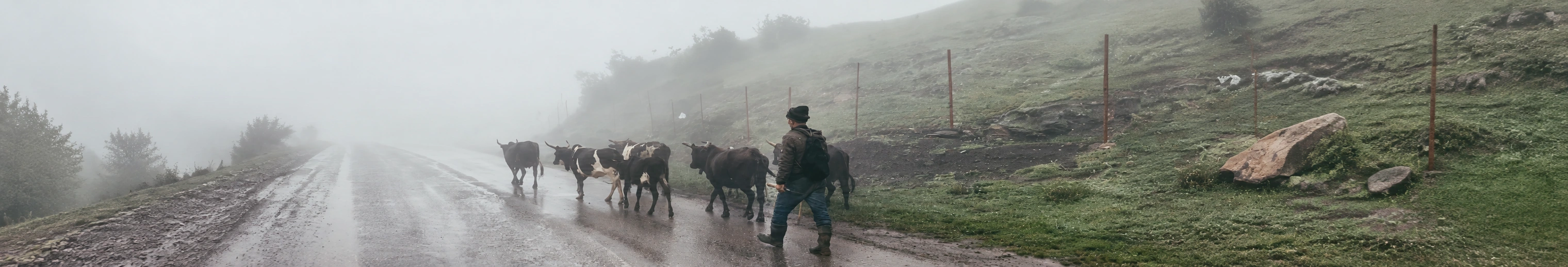 A traveller walking beside cattle on a misty mountain road in Dorfak