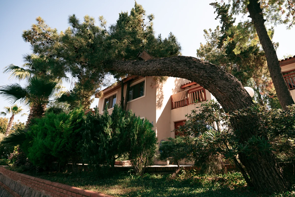 A curved pine tree in front of a sunlit building